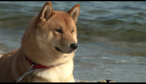 ポーランドの犬事情と日本犬 (TV Tokyo)