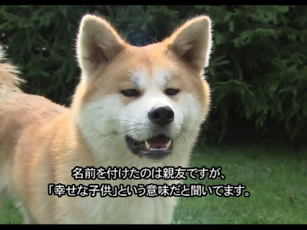 ポーランドの犬事情と日本犬 Tv Tokyo Kaneko Creative Agency ポーランド及び欧州メディア コーディネーター