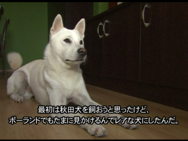 紀州犬 Jedyny Kishu W Polsce Tv Tokyo Kaneko Creative Agency ポーランド及び欧州メディア コーディネーター 紀州犬 Jedyny Kishu W Polsce Tv Tokyo Kaneko Creative Agency ポーランド及び欧州メディア コーディネーター