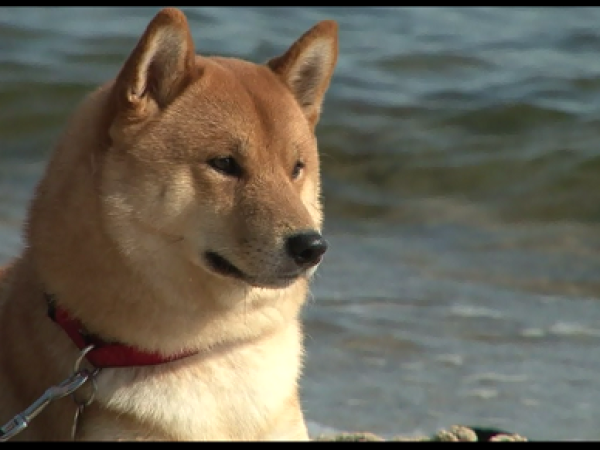 ポーランドの犬事情と日本犬 Tv Tokyo Kaneko Creative Agency ポーランド及び欧州メディア コーディネーター
