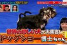 博士ちゃん Euro Dog Show 2018/ Hakase-chan! (TV Asahi)